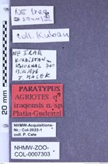 Etiketten zu Agriotes iraqensis (Platia & Gudenzi, 1997) (NHMW-ZOO-COL-0007303)